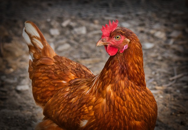 pollo